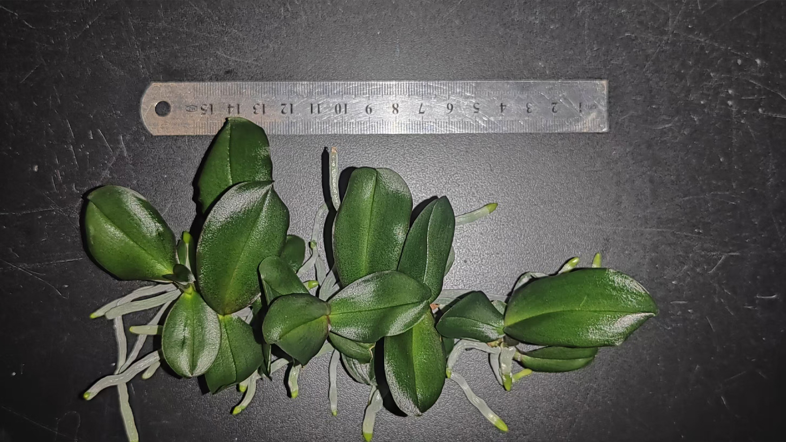 Effect of Treatment 7 on "Anna" Phalaenopsis Tissue Culture Seedlings