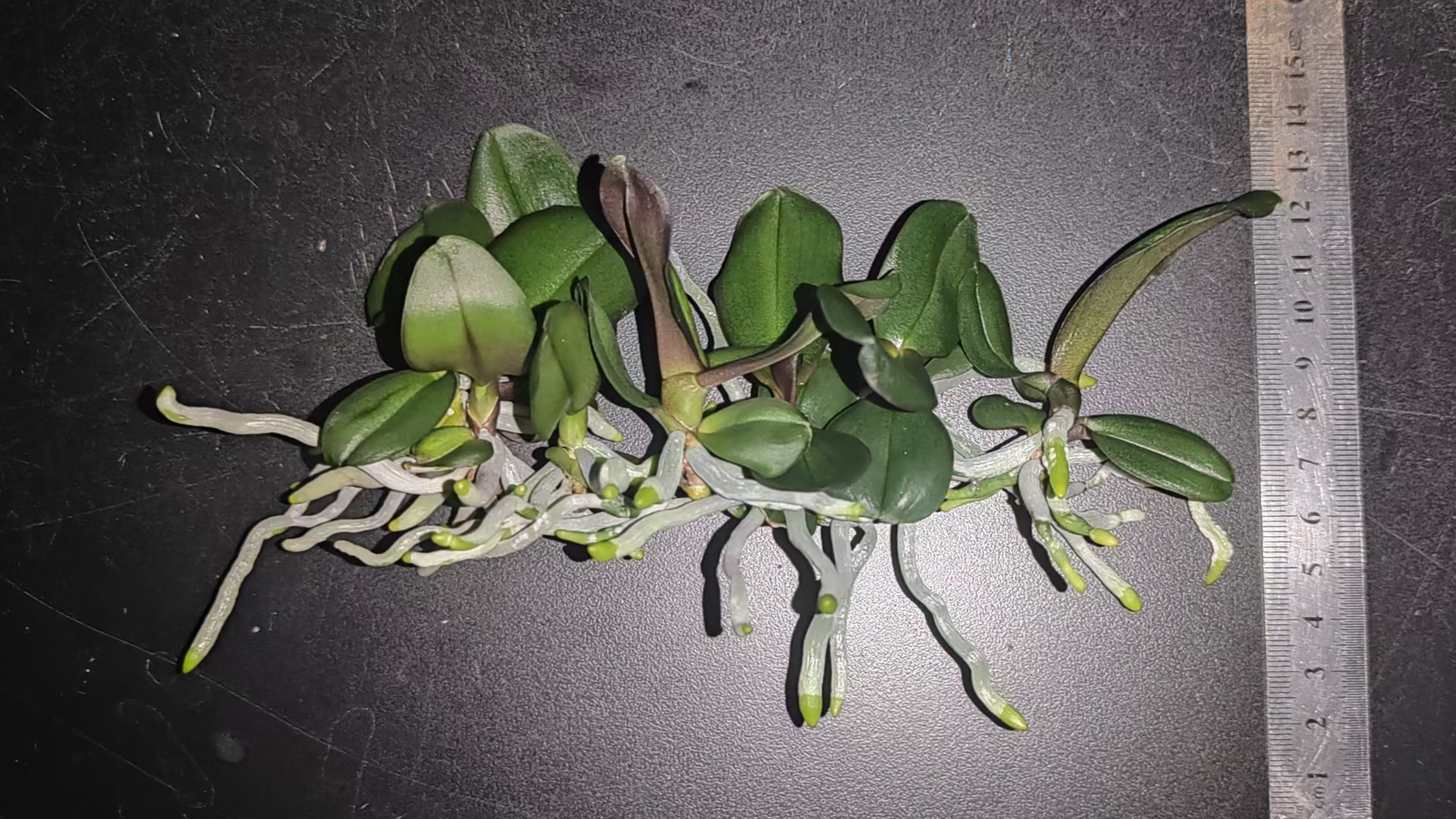 Effect of Treatment 7 on "Anna" Phalaenopsis Tissue Culture Seedlings