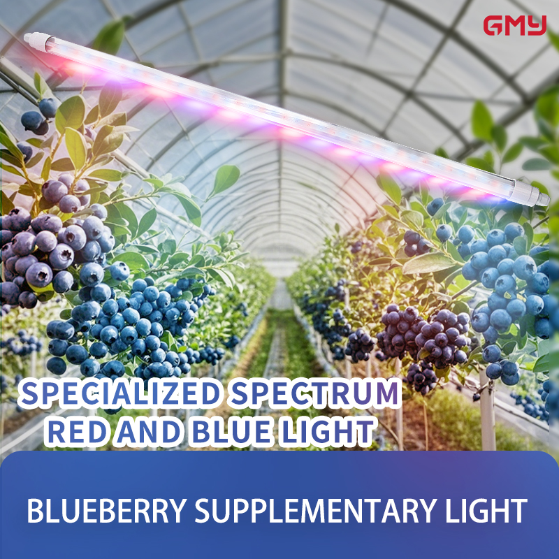 01-blueberry supplementary light