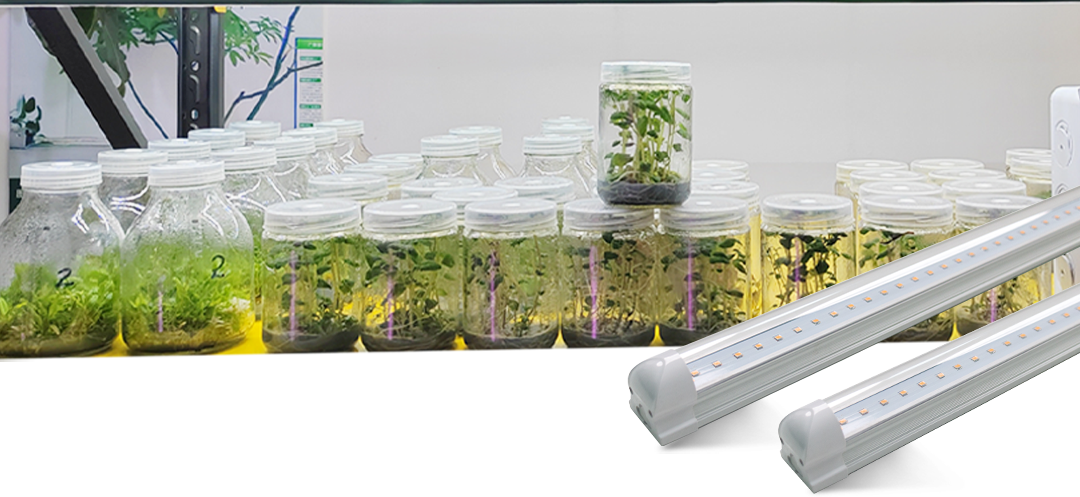 PulseEco Tissue Culture Light