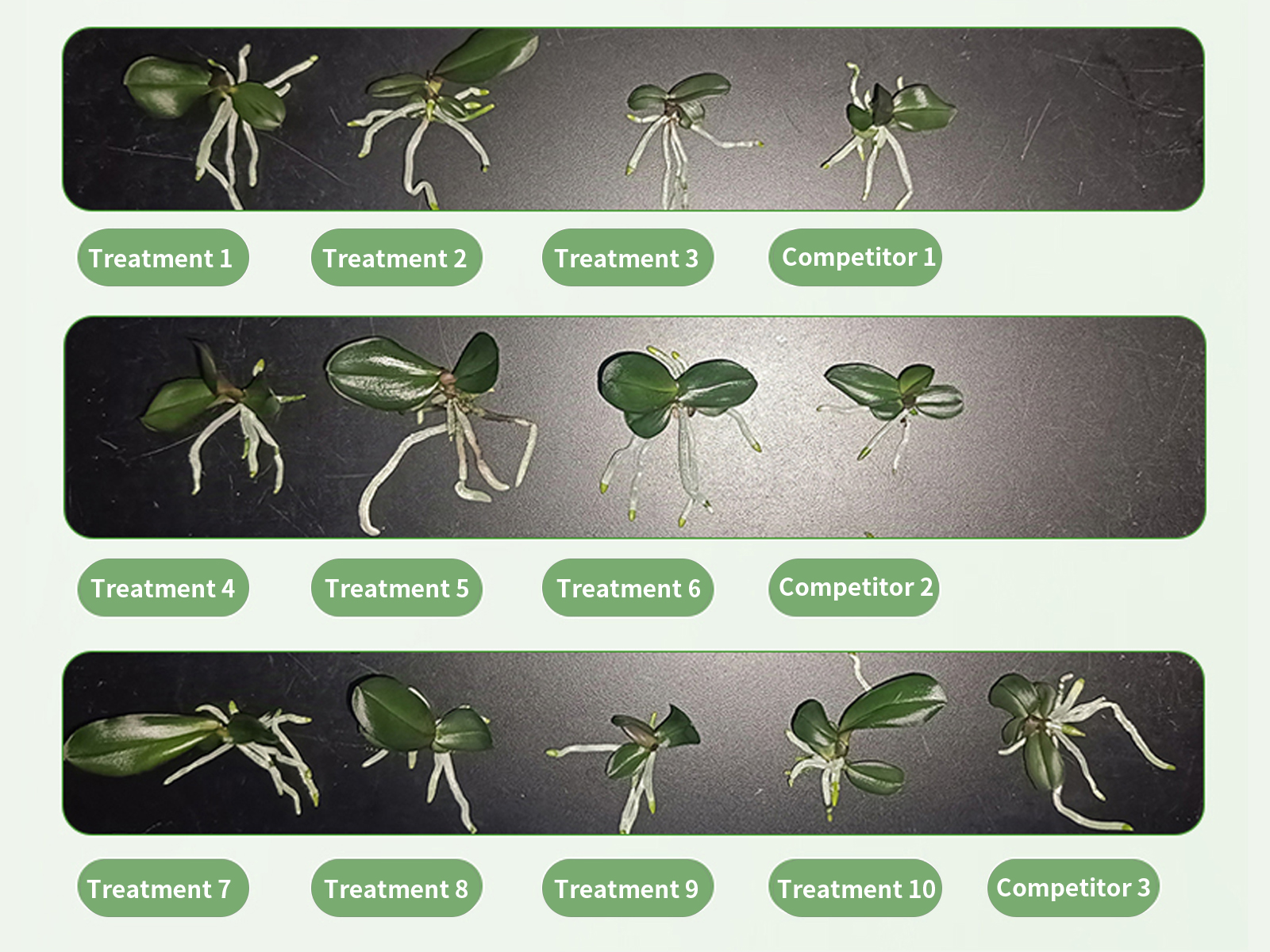 Growth performance of Anna Phalaenopsis under different light treatments