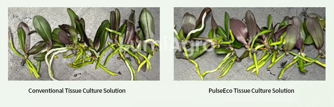 Anna phalaenopsis tissue culture Comperation