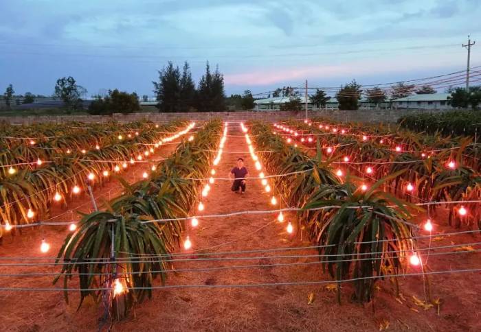 Crop Lighting Technology From GMY manufacturing