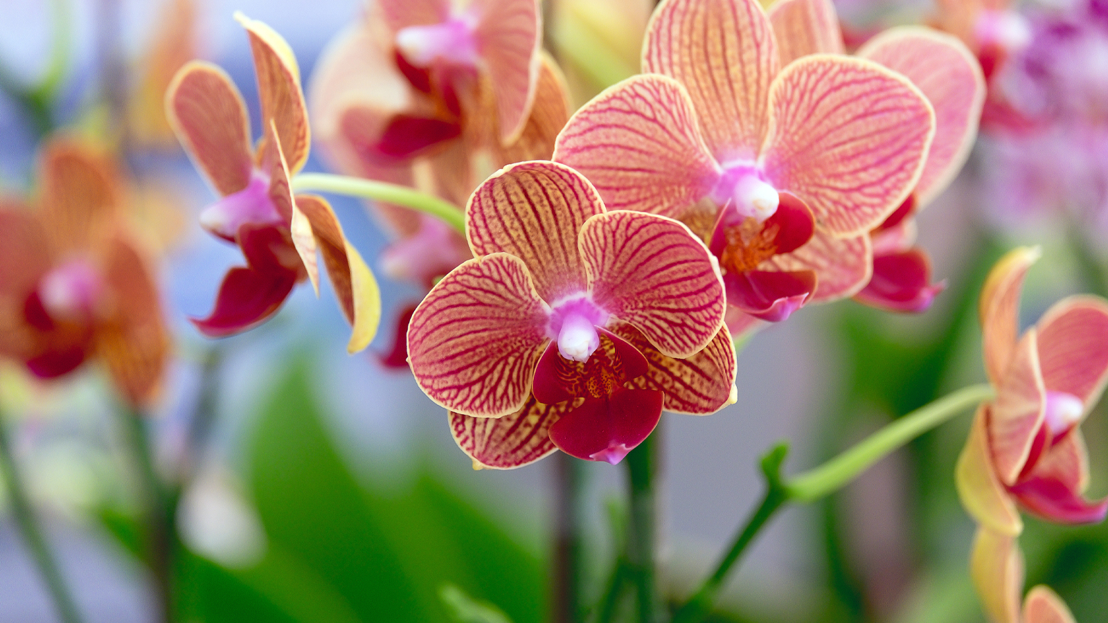 Phalaenopsis tissue culture light