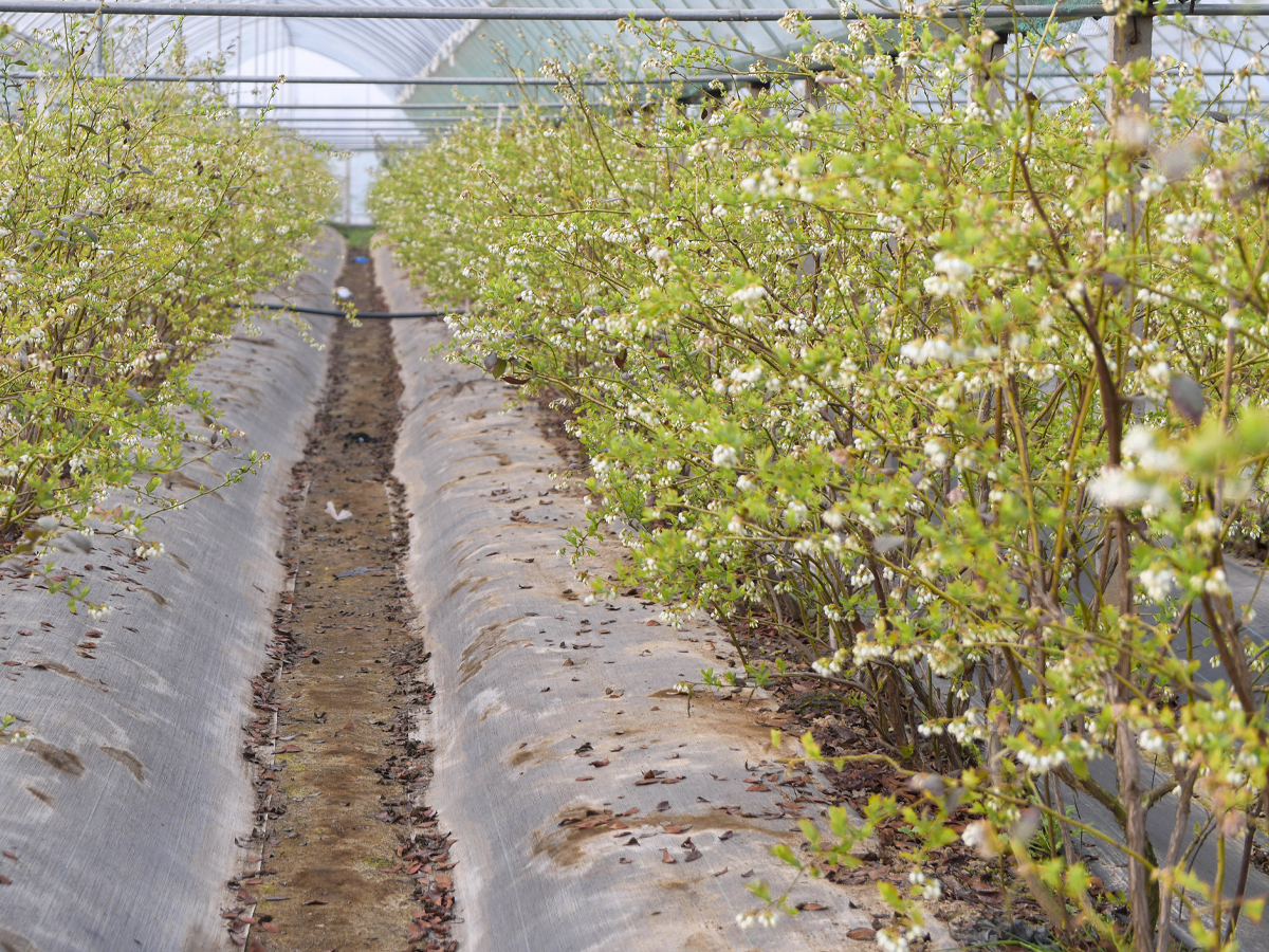 Blueberry Fruiting without Supplemental Lighting