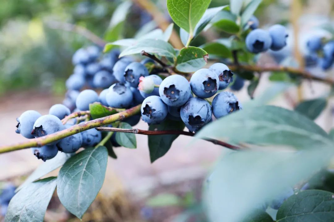 Blueberry Fruiting with Supplemental Lighting