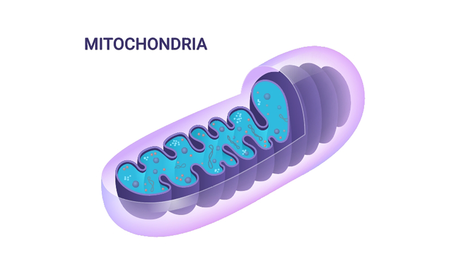 The Role of Subcellular Melatonin