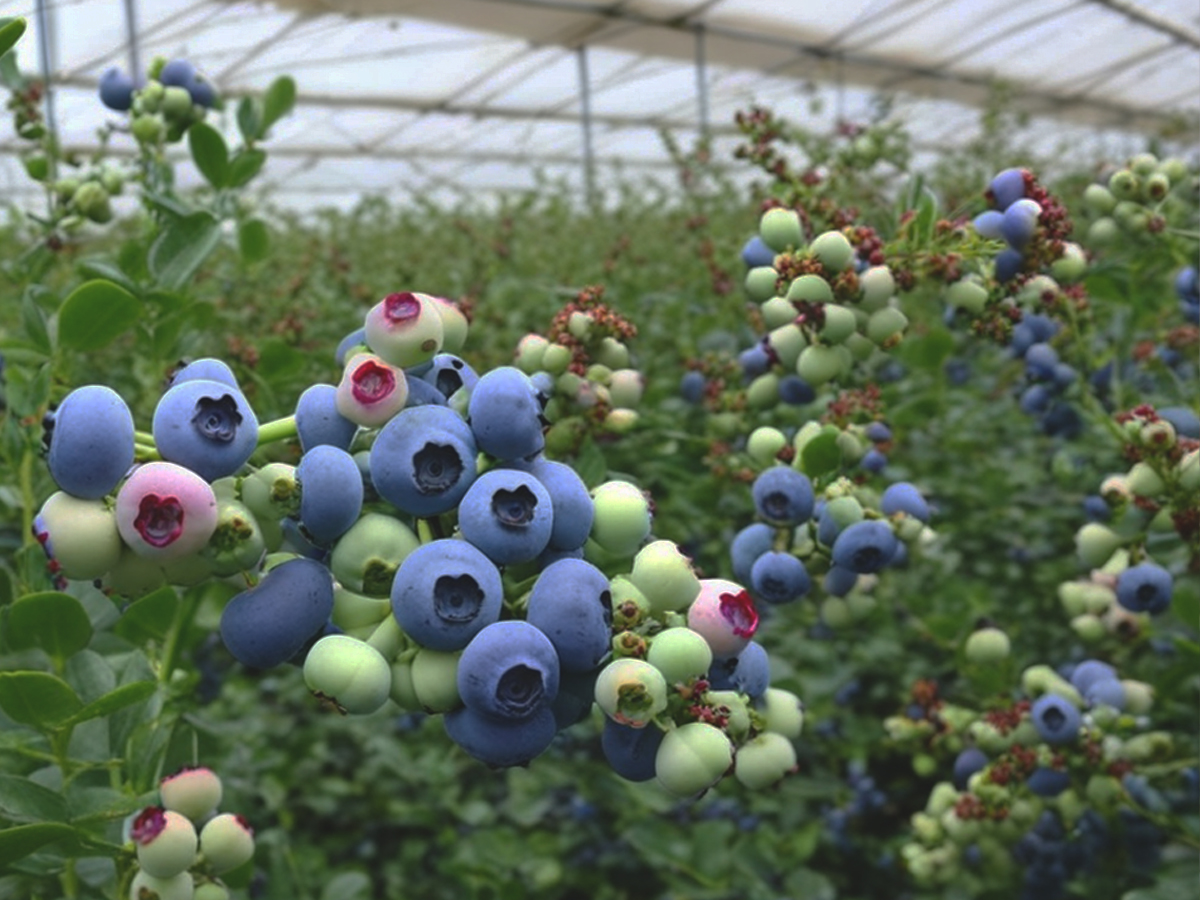 Blueberry greenhouse cultivation