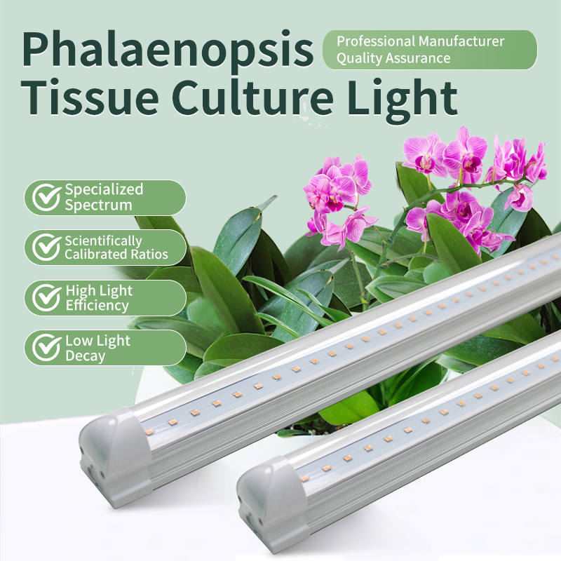Phalaenopsis LED Tissue Culture Light