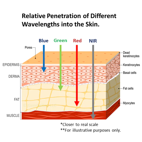 relative penetration of different wavelengths into the skin