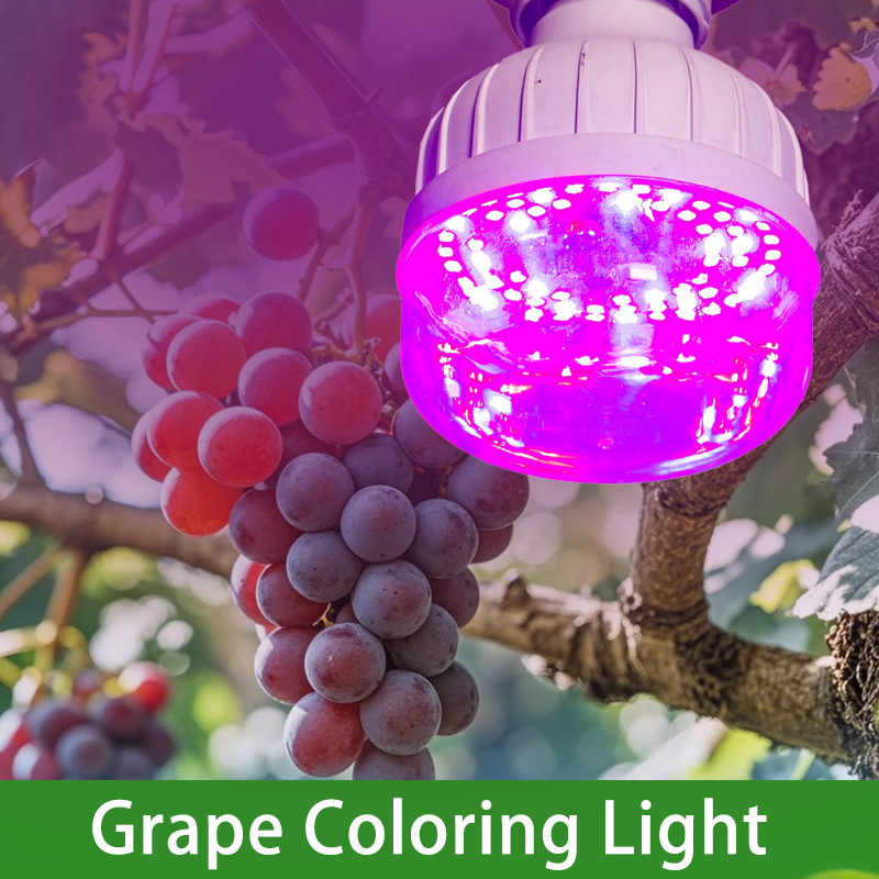 Grape Coloring Light