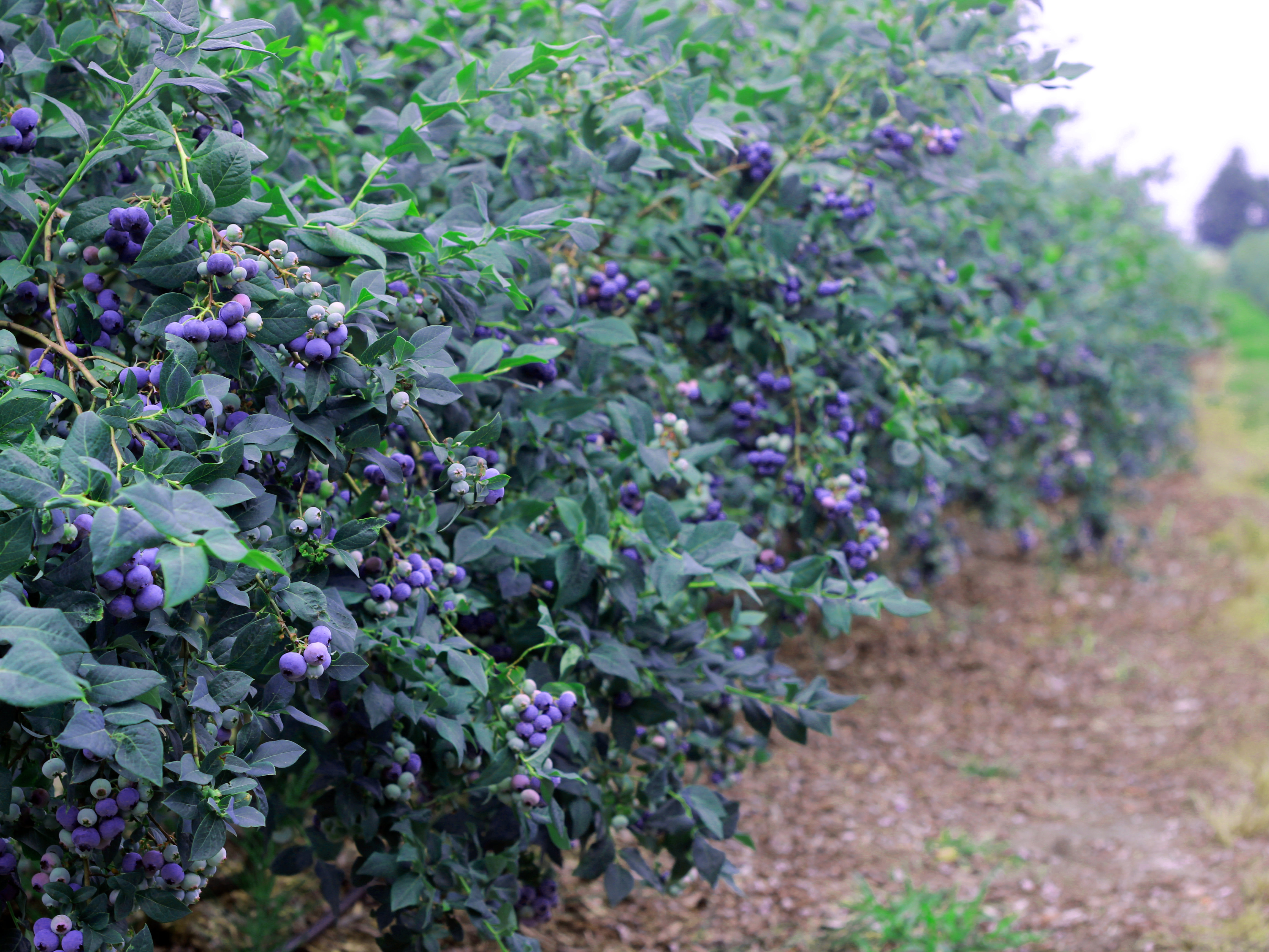 blueberry greenhouse planting