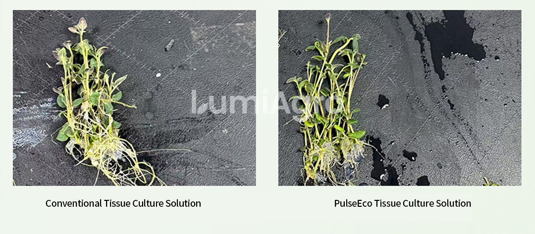 potato tissue culture Comperation
