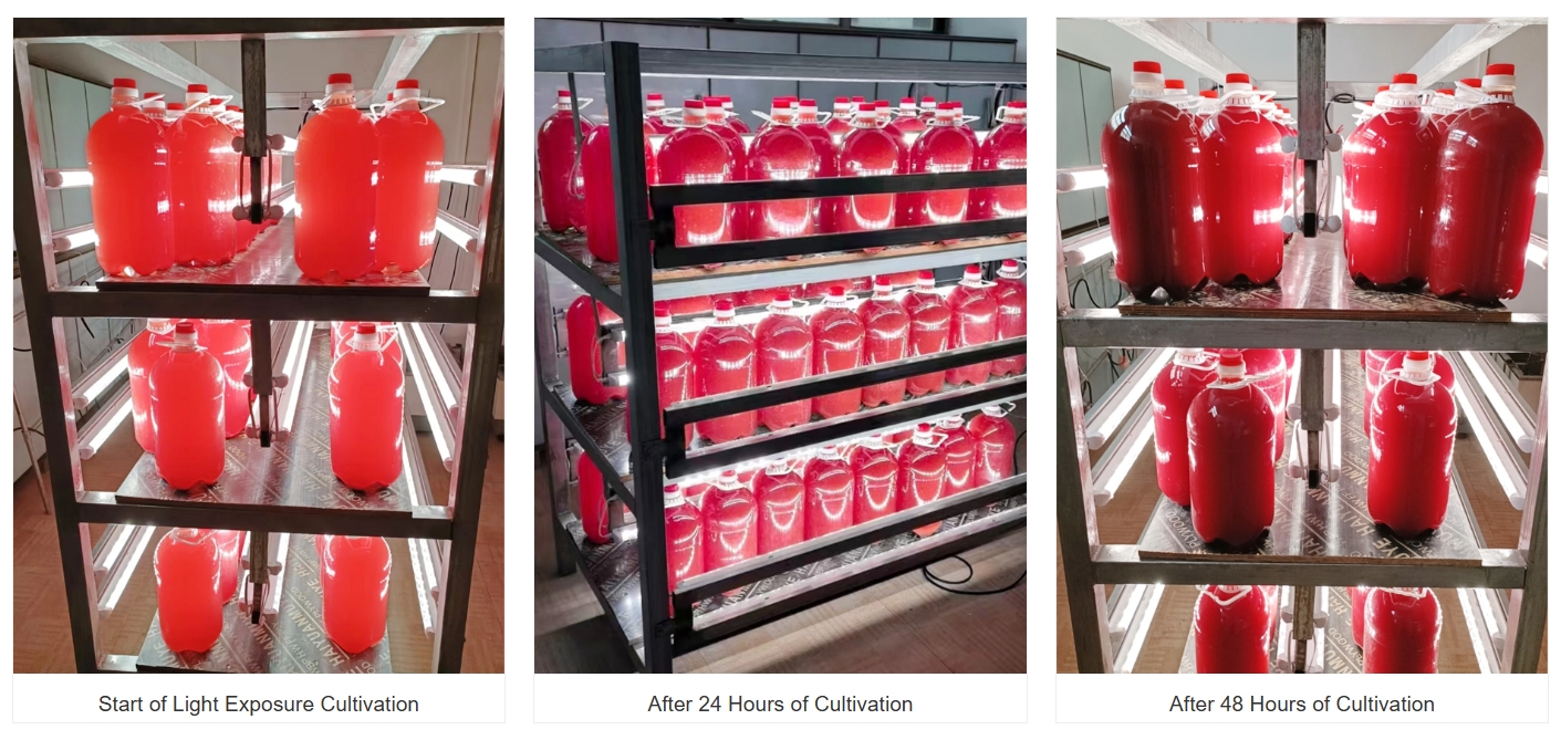 Phototrophic Bacteria Cultivation Lighting Solution