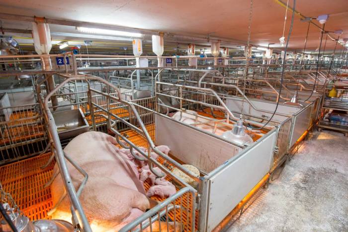 Lights For Livestock Growth & Animal Heating