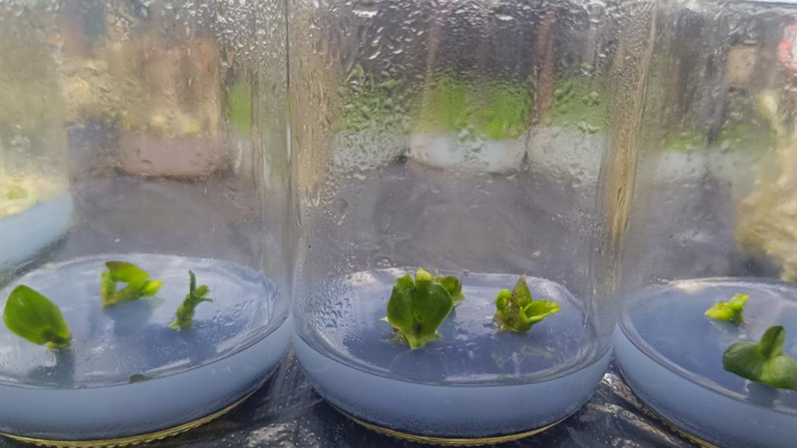 August 15, 2024: Experiment begins