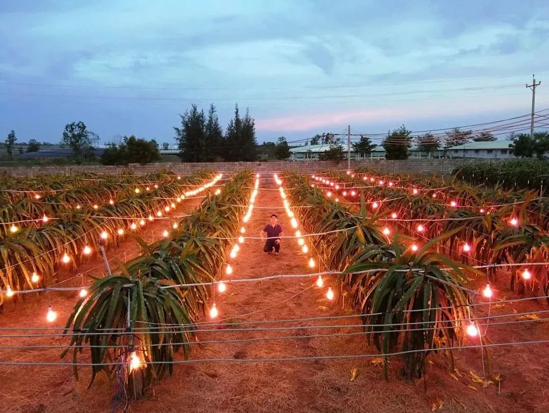 Vietnam Dragon Fruit Supplementary Lighting Technology Project