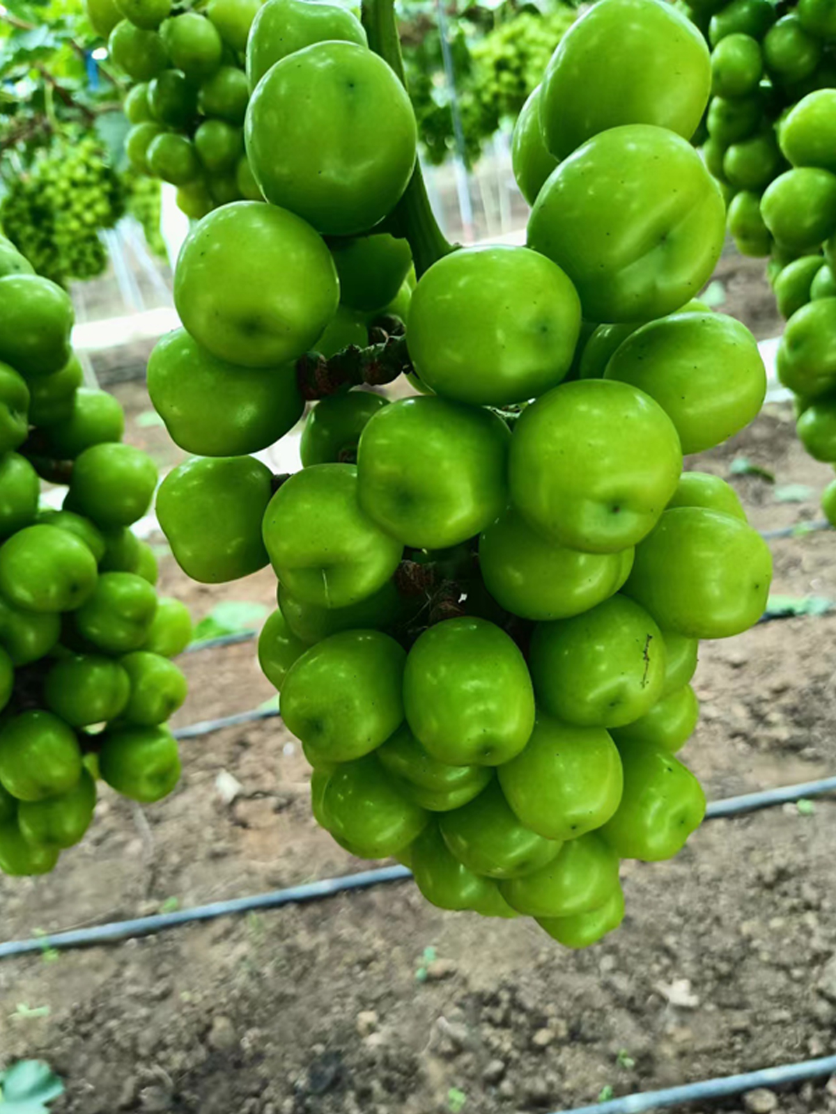 grapes without lighting