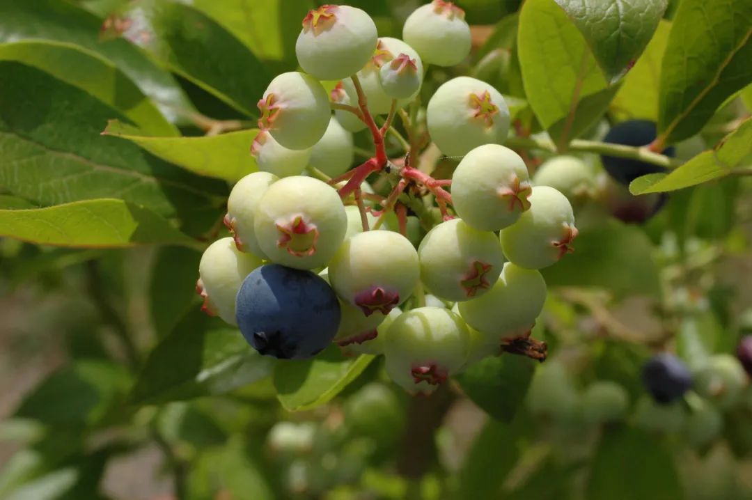 Blueberry Fruiting without Supplemental Lighting