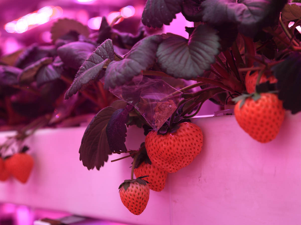 LIghts for Fruit Growth From GMY Technology
