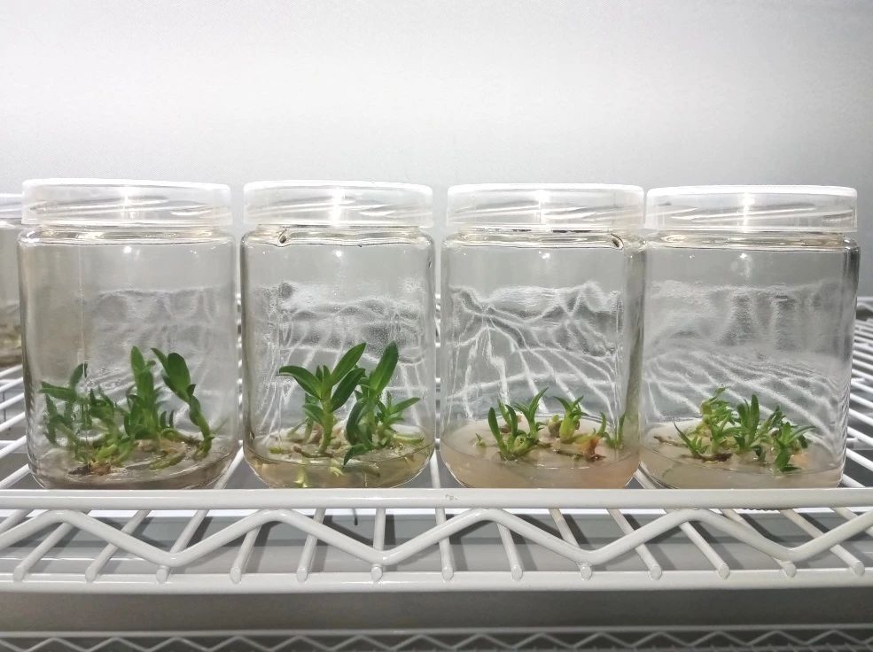 Application of tissue culture seedlings