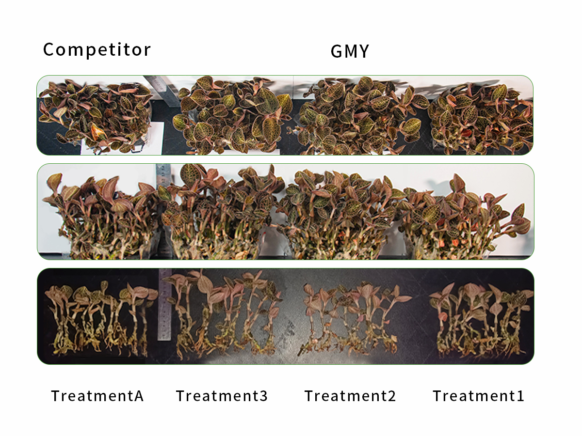 Anoectochilus Roxburghii Tissue Culture Light Dry Matter Content Experiment