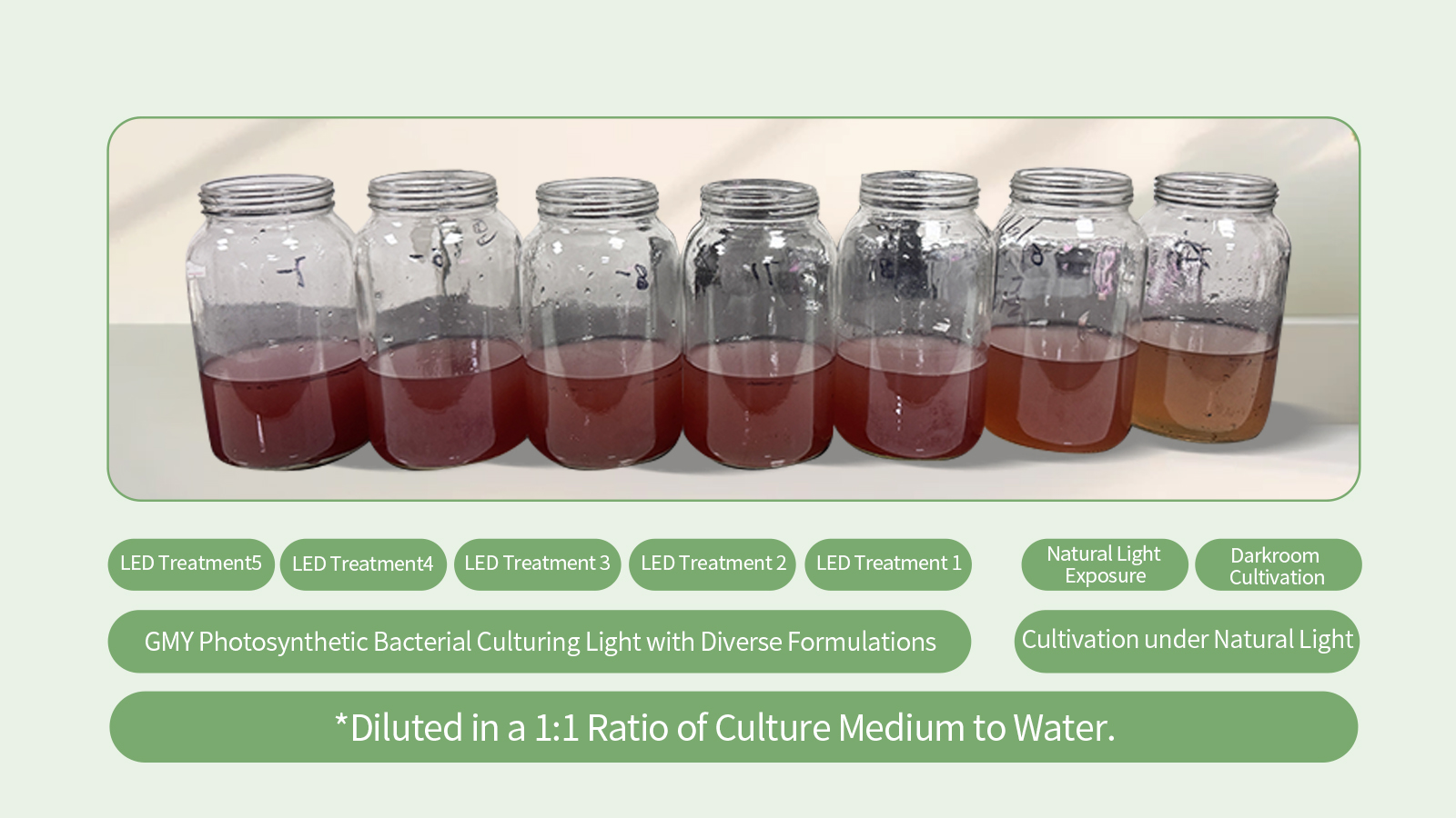 Phototrophic Bacteria Cultivation Lighting Solution Different Treatment