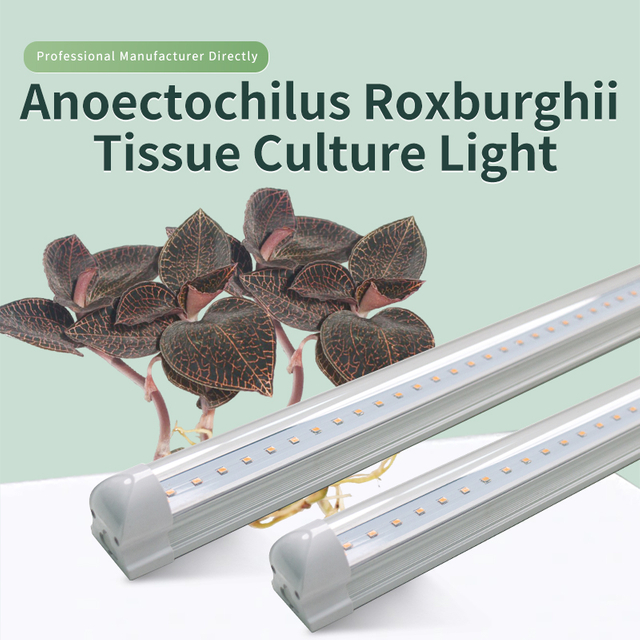 Anoectochilus Roxburghii Tissue Culture Light